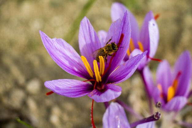 La abeja en la flor de azafrán Crocus sativus floreciendo la planta púrpura en el suelo la abeja recogiendo el polen