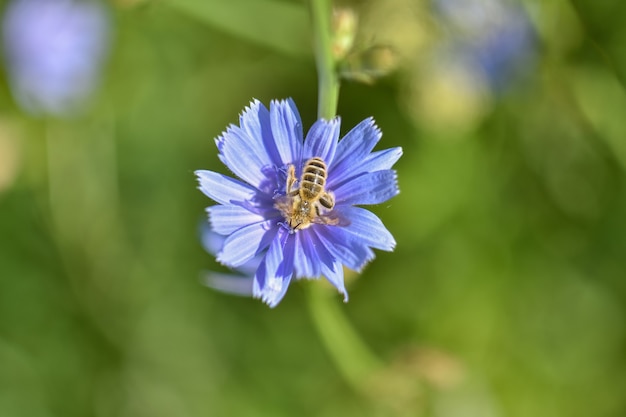 Abeja en flor azul