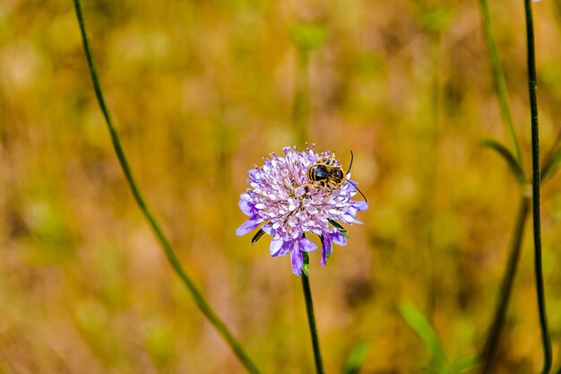 Abeja en una flor en el campo recogiendo néctar, polen.