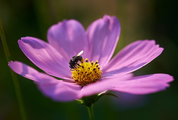 Una abeja en una flor con un centro amarillo.