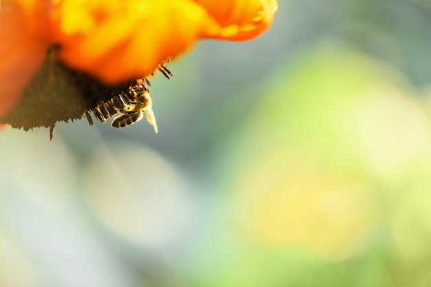 Foto abeja y flor cerca de una abeja rayada recoge miel en una flor roja boca abajo en un día soleado