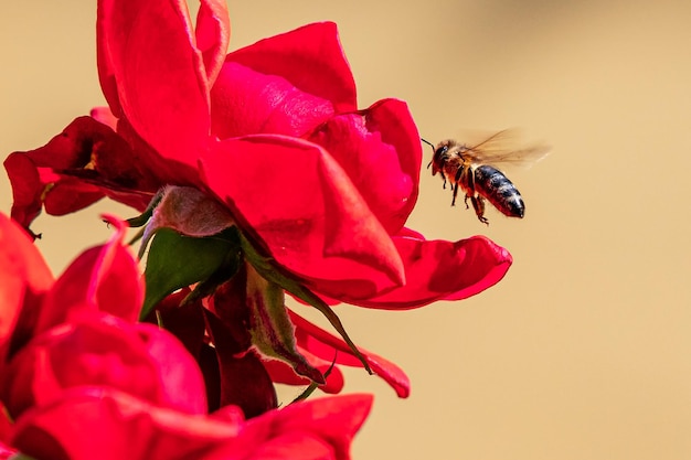 Abeja y flor Cerca de una gran abeja rayada recogiendo polen en flor en un día soleado y brillante