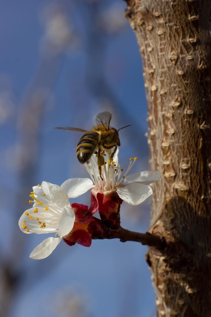 Una abeja en una flor de cerezo recoge polen