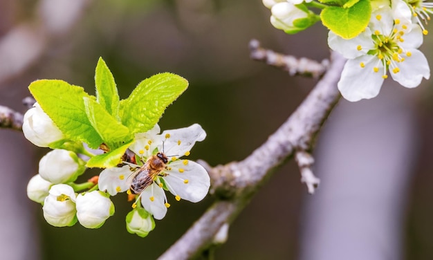 Una abeja en una flor de ciruelo en primavera Recoge néctar