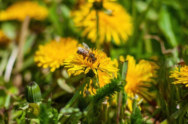 Foto abeja en una flor de diente de león a la luz del sol brillante