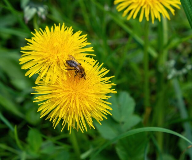 Abeja en una flor de diente de león