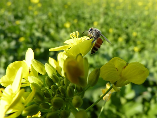 Una abeja en una flor con una flor amarilla al fondo.