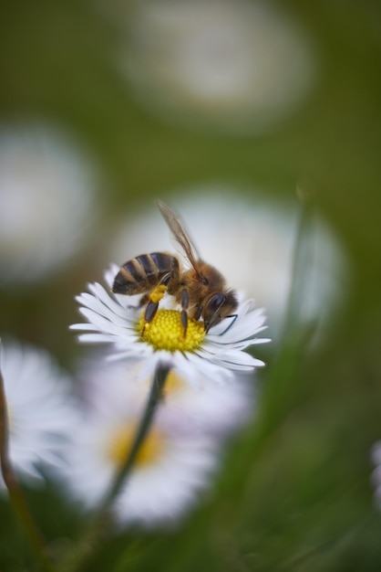 Una abeja en una flor con una flor blanca.