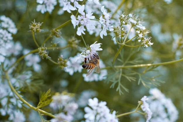 Una abeja en una flor con flores blancas.