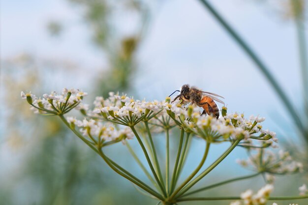 Una abeja en una flor con un fondo borroso