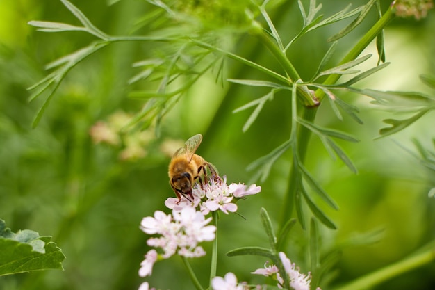 Una abeja en una flor con un fondo verde.