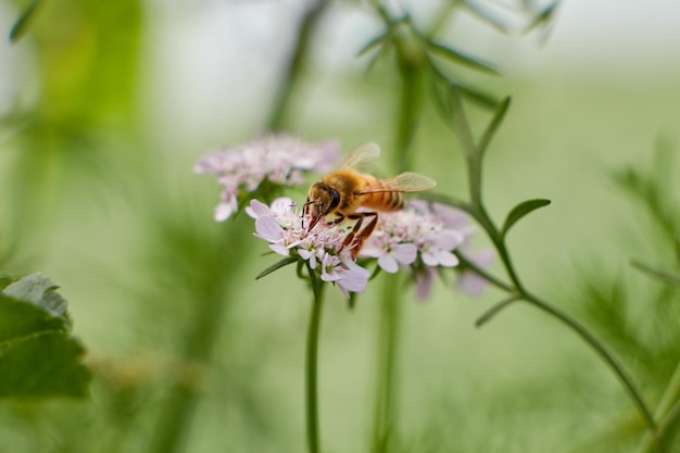 Una abeja en una flor con un fondo verde.