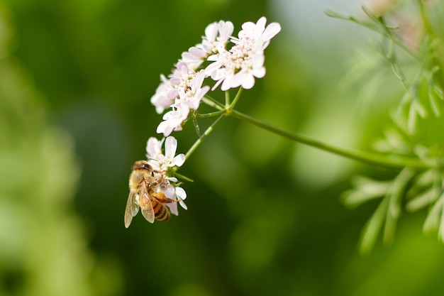 Una abeja en una flor con un fondo verde.