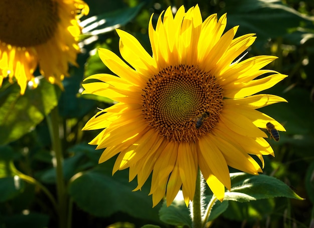 Abeja en una flor de girasol dorada luz cálida de verano contra el sol