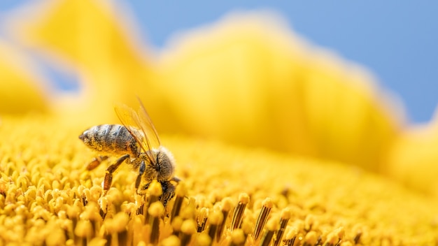 Abeja en una flor de girasol