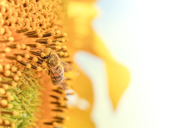 Abeja en una flor de girasol