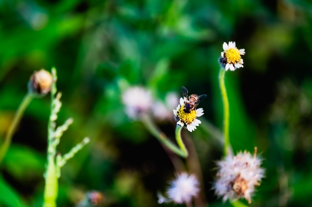 Foto una abeja en la flor de la hierba.