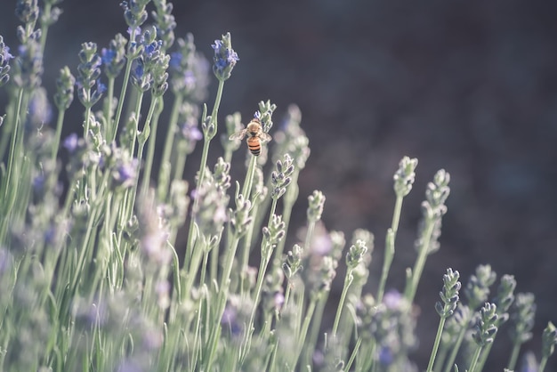 Abeja en flor de lavanda