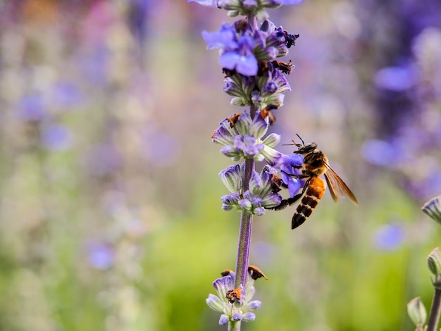 Una abeja en flor de lavanda