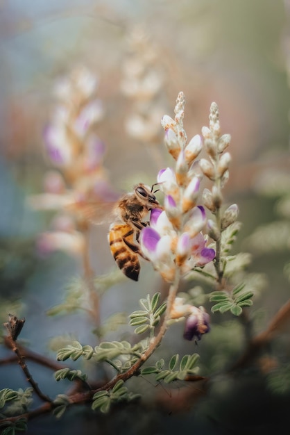 Abeja en flor de lavanda