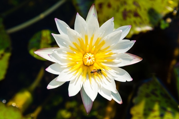 Abeja en una flor de loto blanca