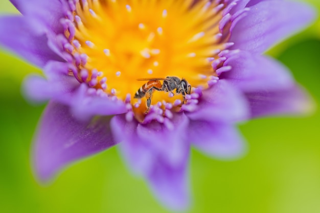 Abeja en una flor de loto de cerca