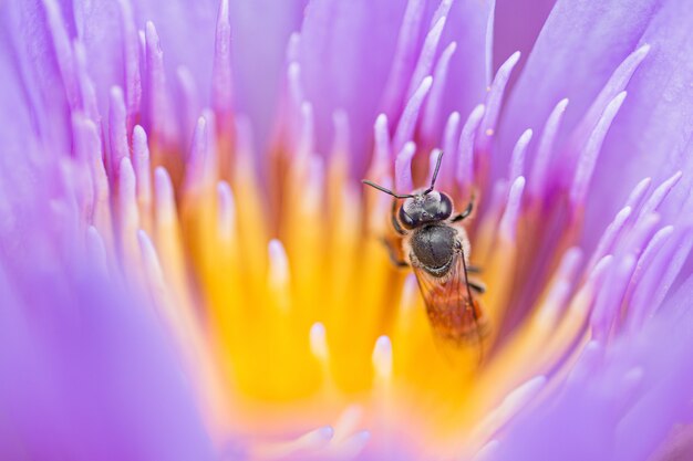 Abeja en una flor de loto de cerca