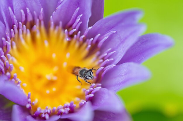 Abeja en una flor de loto de cerca