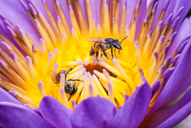 Abeja en flor de loto hermosa.