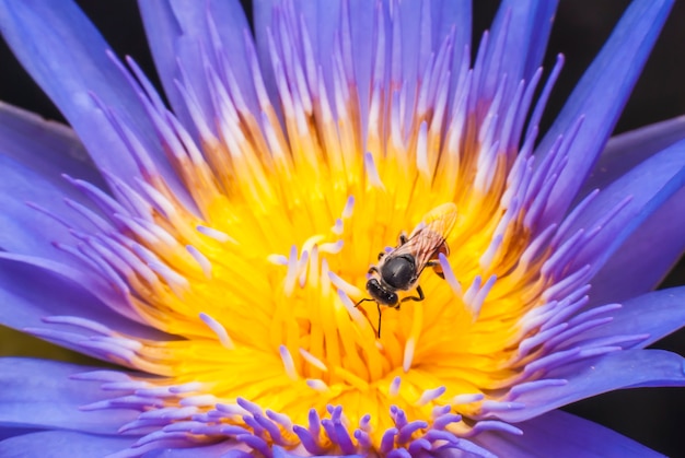 Abeja en flor de loto hermosa.