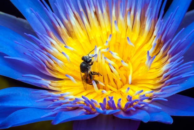 Abeja en flor de loto hermosa.