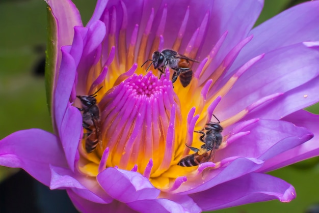 Abeja en flor de loto hermosa.