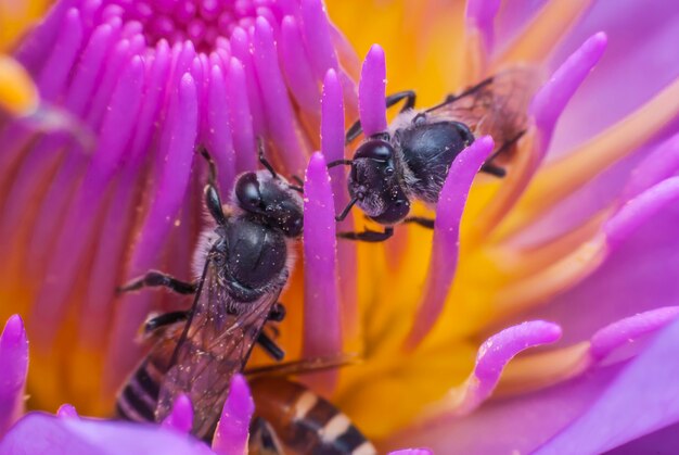 Abeja en flor de loto hermosa.