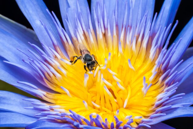 Abeja en flor de loto hermosa.