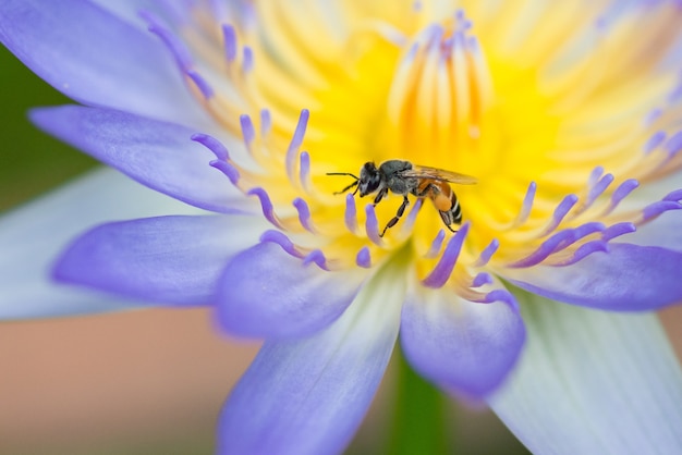 Foto abeja en flor de loto