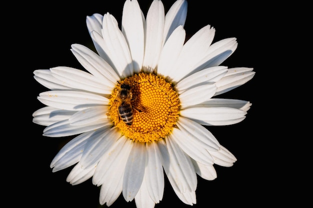 Abeja en una flor de manzanilla Vista macro detallada Flor sobre un fondo natural luz solar clara