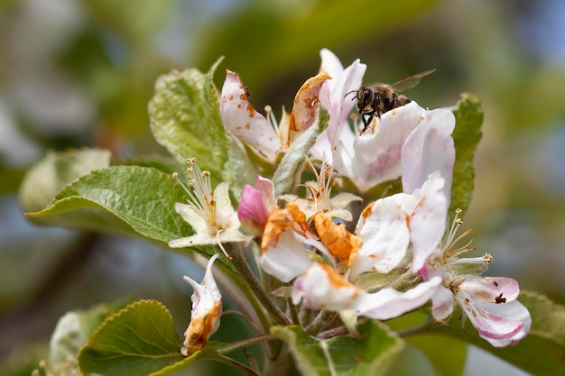 Abeja en flor de manzano blanco en primavera recogiendo polen