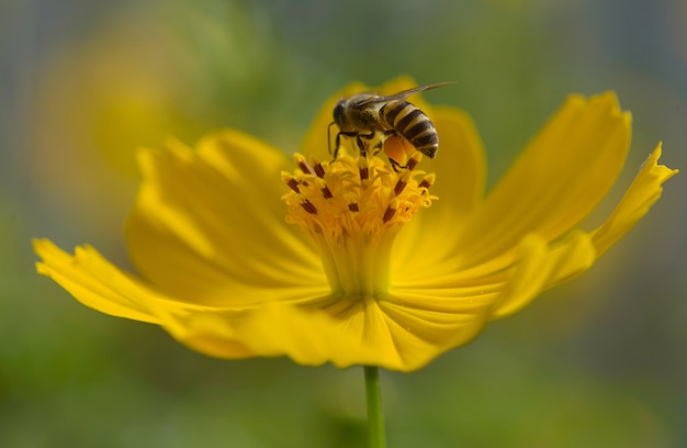 Abeja en flor más amarilla