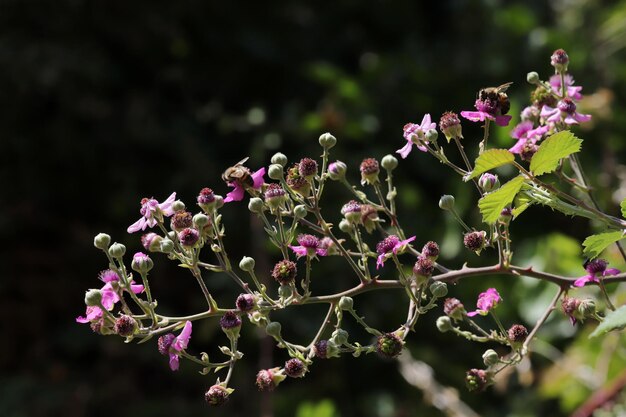 Foto abeja en flor de mora en primavera