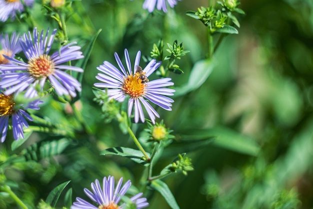 Abeja en una flor morada de cerca