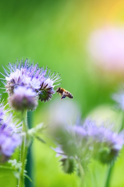Abeja y flor phacelia Cerrar abeja voladora recogiendo polen de phacelia en un día soleado sobre un fondo verde Phacelia tanacetifolia lacy Fondos de verano y primavera