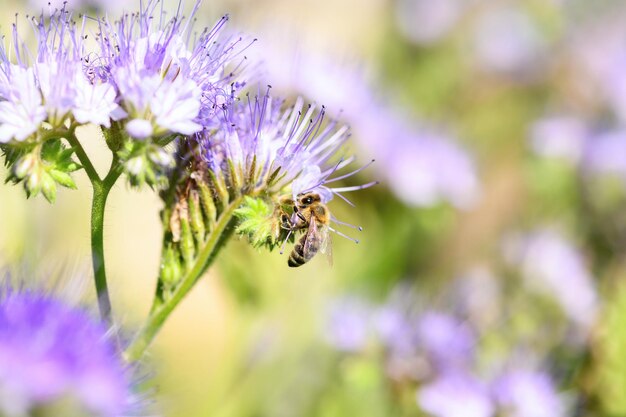 Foto abeja y flor phacelia primer plano de una gran abeja rayada recogiendo polen de phacelia en un día soleado fondos de verano y primavera