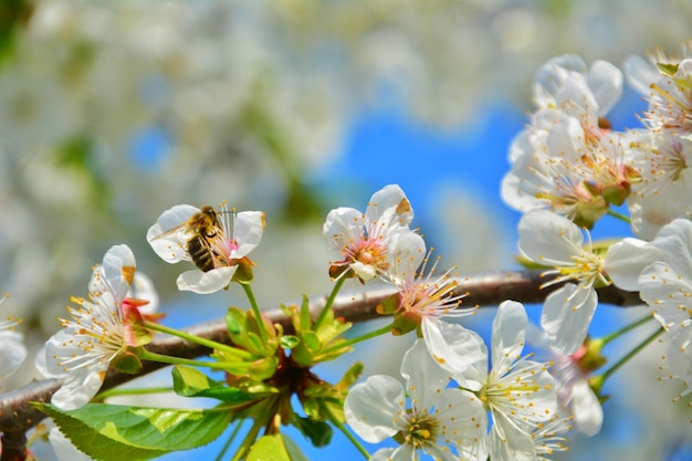 Una abeja en una flor en primavera