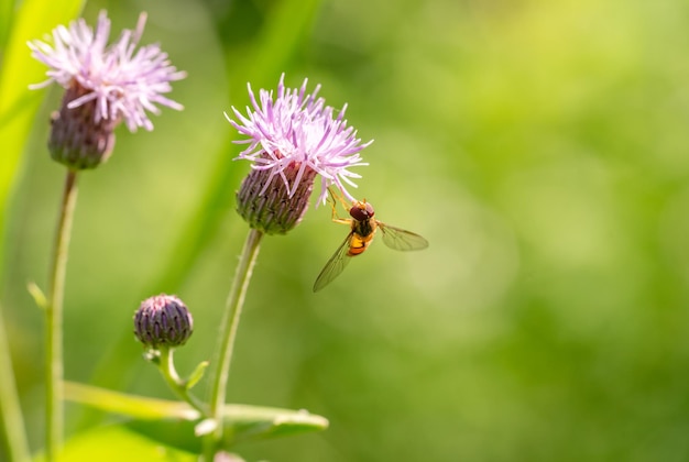 Abeja y flor El primer plano de una gran abeja rayada recoge miel en una flor amarilla en un día soleado y brillante Fotografía horizontal macro Fondos de verano y primavera