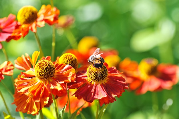 Abeja en una flor roja recoge polen