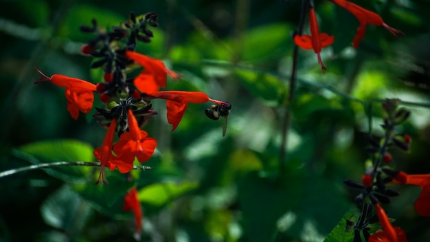 Abeja en la flor roja