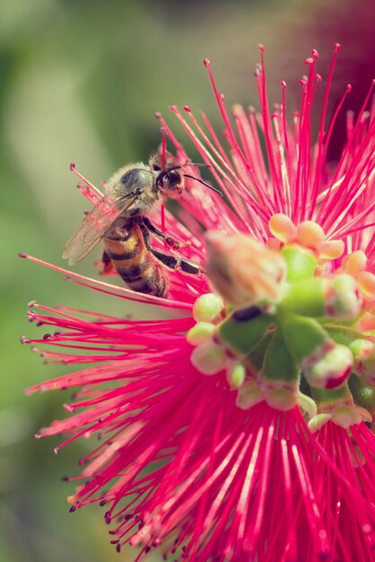 Foto abeja en una flor rosa callistemon