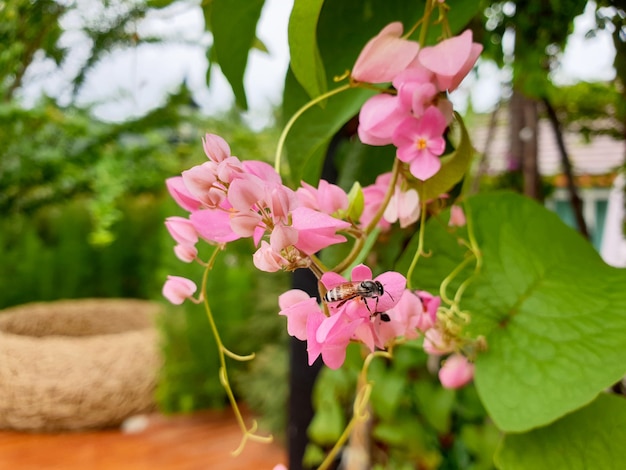 Abeja en flor rosa enredadera mexicana en el jardín