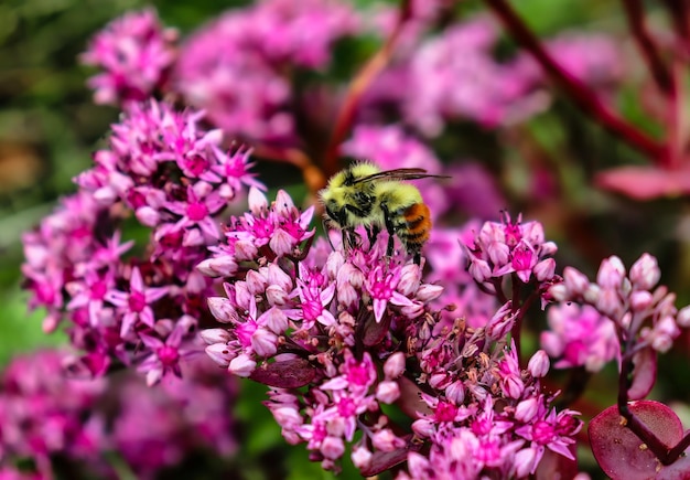 Una abeja en una flor rosa con un fondo rosa.