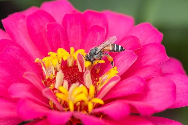 Abeja en flor rosa, pétalos en múltiples capas